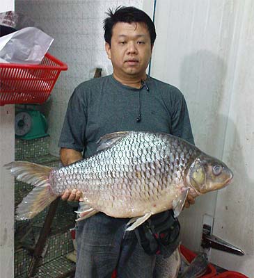 986_Peters Fish Trading Co._Tengalan_Puntioplites bulu.jpg